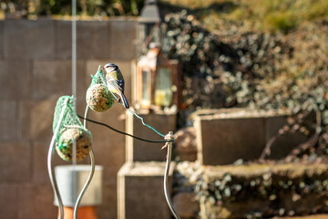Blue tit (Cyanistes caeruleus) perched on wire feeding on fat ball , natural wildlife composition © dreamcatcher