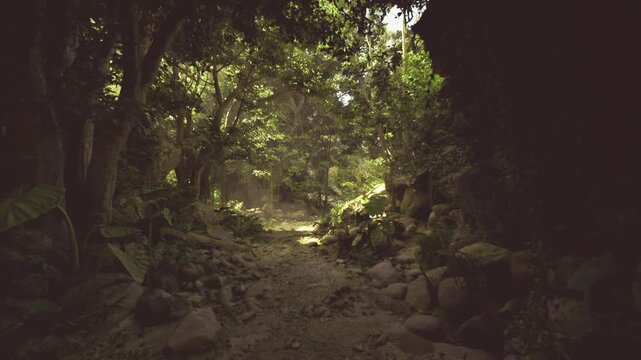 Dark jungle tunnel habitat with damp rocks and dense undergrowth, filtered light reveals ferns and moist leaf litter, ideal scene for biodiversity survey