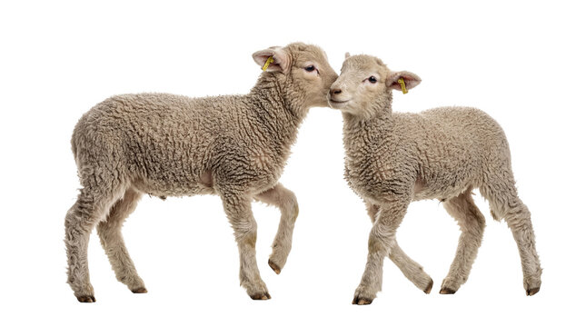 Photograph of two tender baby lambs nuzzling affectionately, showing their gentle bond on a transparent background.