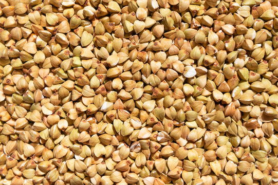 Green buckwheat background. Close-up of unprocessed raw green buckwheat kernels. Healthy gluten-free grain. Buckwheat seed texture. Healthy vegan food concept