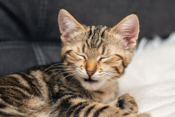 Naklejka premium A cute tabby kitten sleeps on a soft blanket in a cozy home environment