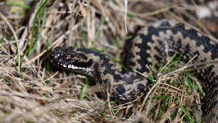 Fototapeta premium Common European adder (Vipera berus)
