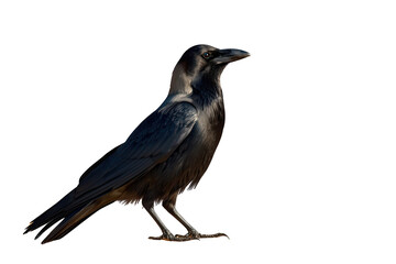 Fototapeta premium Black bird standing on transparent background, corvus splendens crow watching, full body profile view