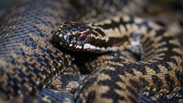 Common European adder (Vipera berus)