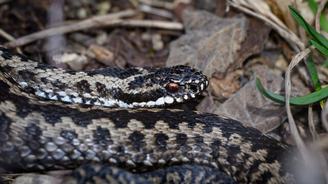 Common European adder (Vipera berus)