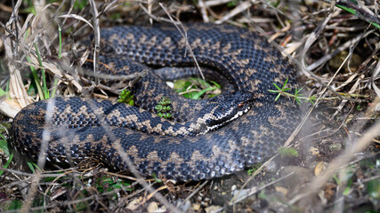 Obraz premium Common European adder (Vipera berus)