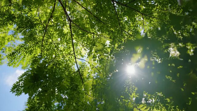 Branches leafy green with sunlight shining through dense foliage and blue sky featuring leaves, nature, outdoors with tree and trees elements for