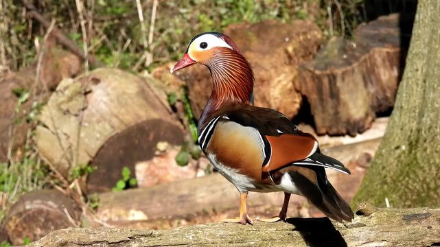 A male Mandarin duck (Aix galericulata), known for its vibrant and distinctive plumage