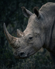Fototapeta premium Profile view of a powerful rhinoceros head in a natural, dark setting, highlighting its iconic horn and thick, textured skin, symbolizing strength and resilience
