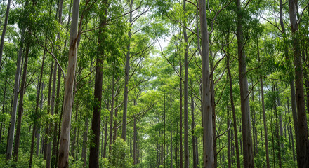 Fototapeta premium Dense bamboo forest with tall slender trees and lush green foliage