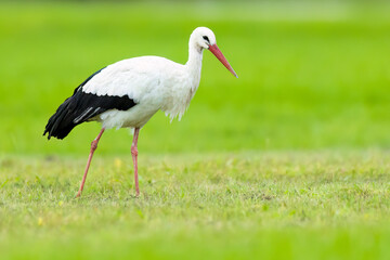 Naklejka premium White stork / Weißstorch (Ciconia ciconia)