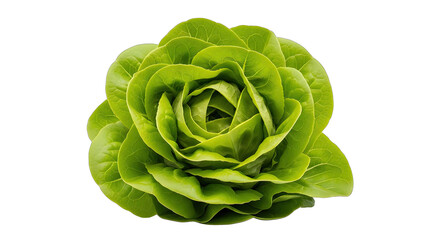 Obraz premium Fresh green lettuce head isolated on transparent background