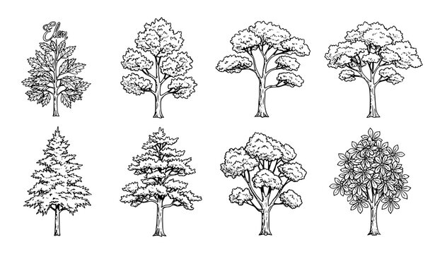 Hand drawn tree sketch vector set with elm oak acacia pine cypress and chestnut botanical illustrations