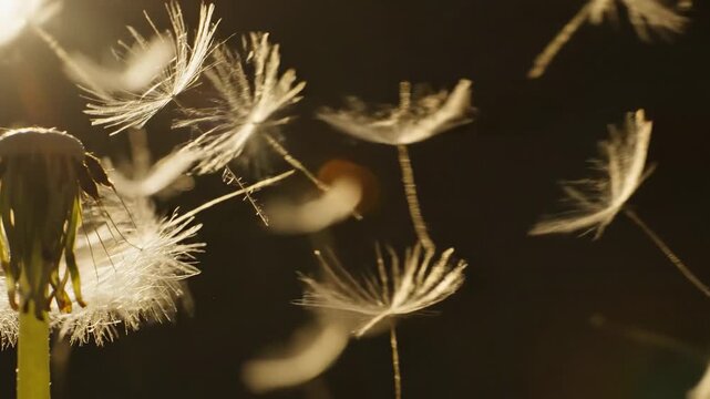 Vintage dandelion seeds floating in air, evoking nostalgia of old film era, representing fragility and ephemeral beauty