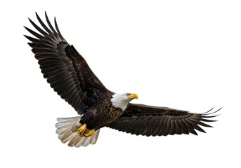 Obraz premium American bald eagle in flight with wings spread wide soaring through the air isolated on white background