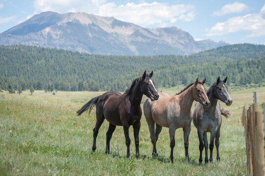 three juvenile male American Quarter Horse yearling colts romp in alpine field with clouds, mountains and blue sky