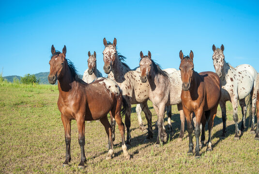 adult female Tiger Horse herd in alpine field. The Tiger Horse is the common ancestor of Appaloosa, Knabstrupper and Noriker horses.