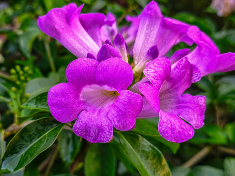 Stunning purple garlic vine flowers blooming with fresh water droplets on petals. This vibrant Mansoa alliacea close-up features lush green leaves in a bright natural tropical garden environment.