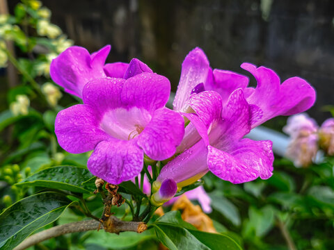 Beautiful purple garlic vine flowers blooming with fresh raindrops on petals. This Mansoa alliacea close-up features vibrant colors and green leaves in a bright natural tropical garden setting.