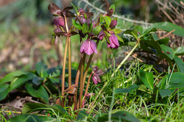 Obraz premium Helleborus purpurascens pink purple early spring flowering plant, beautiful flowers in bloom with green leaves