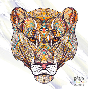 Patterned head of the lioness