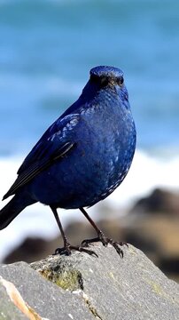 Azure Albatross Amidst Coastal Vista: A resplendent blue rock thrush perched upon a craggy stone, juxtaposed against a background of the boundless sea and sky.