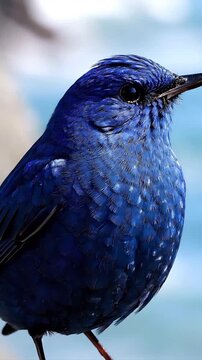 Indigo Bird Perched: A captivating indigo bird, with its radiant plumage, rests gracefully, poised against a soft background with a hint of an environment. 