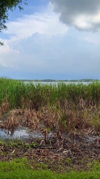 The lake at Trimble Park an Orange County Park in Mount Dora, Florida on a sunny day.