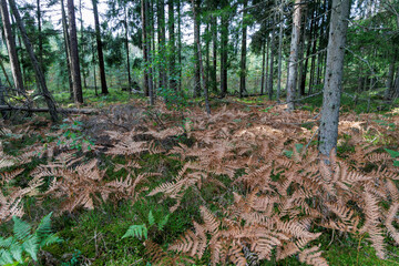 Fototapeta premium Golden Wild Grass Under Tall Pine Trees