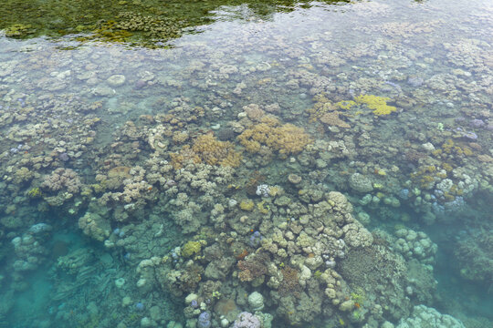 Aerial view of corals growing on a shallow, fringing reef in Fiji. This scenic region harbors high marine biodiversity and is a popular vacation destination for scuba divers and snorkelers.
