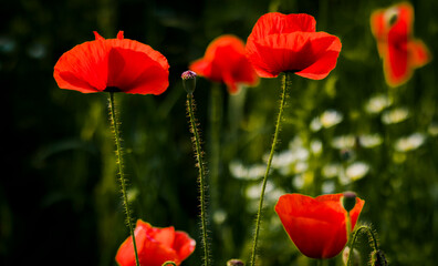Fototapeta premium Red poppy flower in meadow at sunset