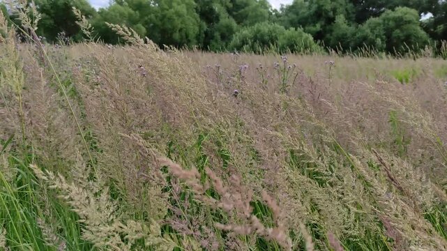 The tall stems of the ground vine. A perennial herbaceous plant from the family of cereals. The stems are erect, thin, with panicles at the tips. The grass sways against the background of the forest. 