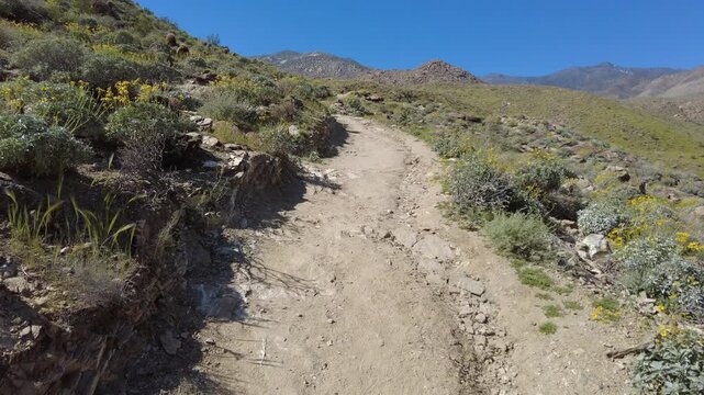 A steady POV walking shot ascending a desert ridge surrounded by blooming yellow "Desert Gold" wildflowers. Scenic mountain landscape during a rare spring Super Bloom in the Indian Canyons.