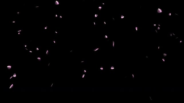 Beautiful floral overlay with flying pink petals at transparent background