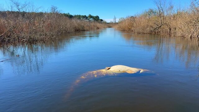 Wide shot of a reed lined canal with a white dead wels catfish Silurus glanis floating belly up, contrasting with the calm landscape in  France. Result of population control and no release policy.