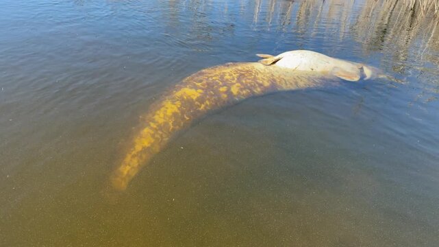 Close view of yellow tail of dead wels catfish Silurus glanis followed by wide shot of reed lined canal in southwest France. Contrast between calm landscape and fish carcass from population control.