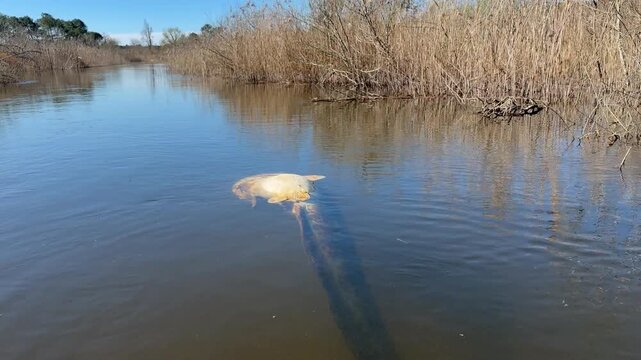 View of a white dead wels catfish Silurus glanis floating belly up in a small river with reeds and natural surroundings in southwest France. Result of population control and no release policy.