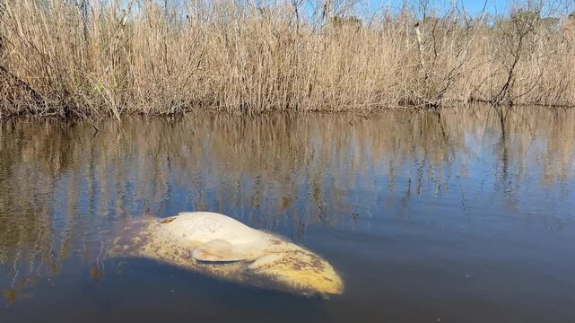 White dead wels catfish Silurus glanis drifting at the surface of a river branch with reeds in background, carried by current and exiting frame in southwest France. 