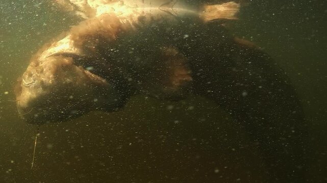 Underwater view of a large wels catfish about 1.8 meters long floating belly up just below the surface with tail touching the lake bottom in France. Result of population control.