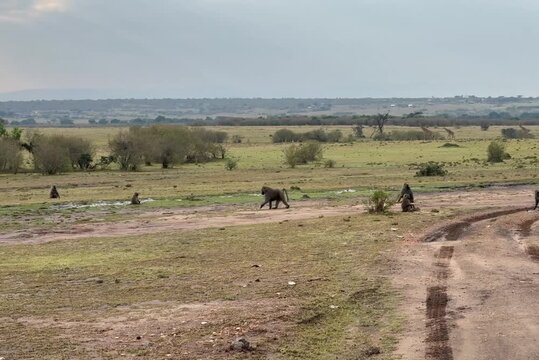 Group of baboon walking on grassland and a dirt road in Africa