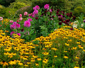 Obraz premium Colorful Garden Flowers at Shore Acres State Park, Oregon Coast. Yellow black-eyed Susan flowers and bright pink dahlias fill the lush coastal garden, creating a colorful Pacific Northwest scene