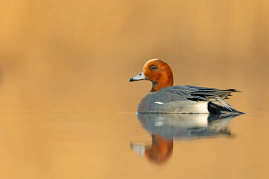 Male Eurasian Wigeon (Mareca penelope) swimming on a calm golden pond at sunset. Beautiful waterfowl portrait with reflection.