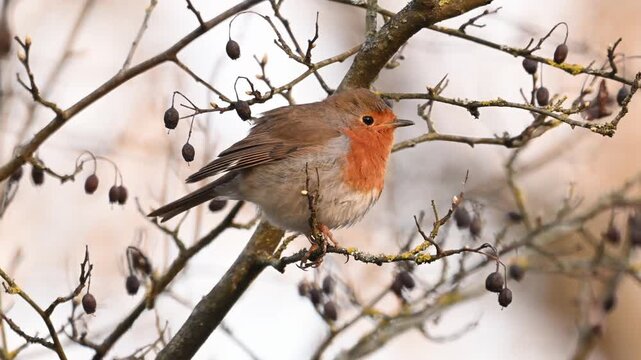 European robin with its beautiful morning song