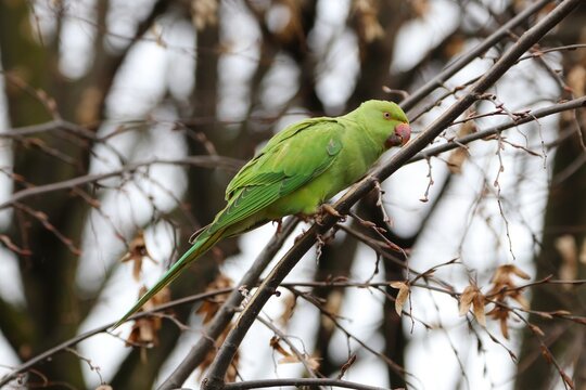Parrocchetto dal collare