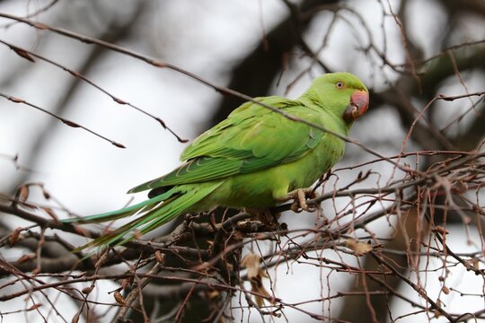 Parrocchetto dal collare