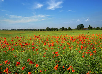 Obraz premium A picturesque summer meadow in the Masurian countryside filled with wild red poppies and green grass under a blue sky. The rolling hills and vibrant floral landscape.