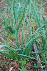 Obraz premium Vegetable garden with drip irrigation system
