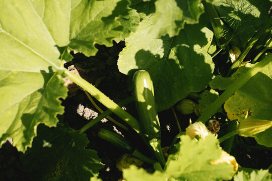 Young zucchini with flowers growing on stem close up