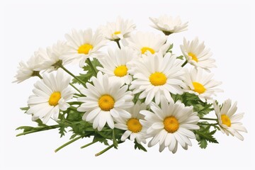 Obraz premium Bunch of white daisies with yellow centers and green leaves on a white background