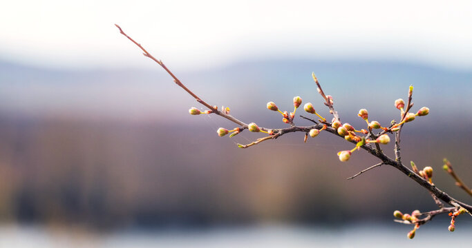 Thin branch with spring buds on blurred landscape background soft natural light beginning of new season